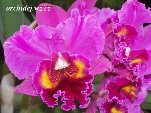 Blc. Wattana 'Emperor' x C. Nigritian 'King of Kings'